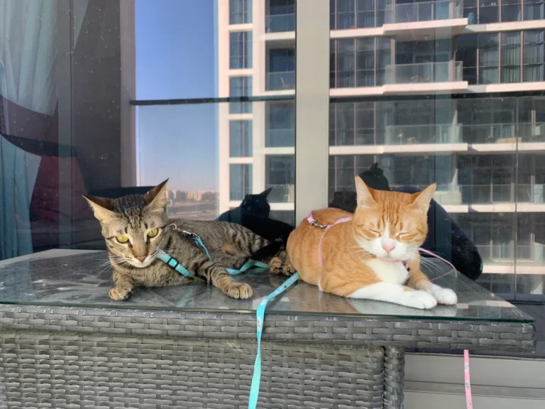 Pet Relocation from Dubai to UK: A Complete Guide