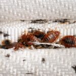 How to Kill Every Bed Bug in Your Room — With One Smart Setup
