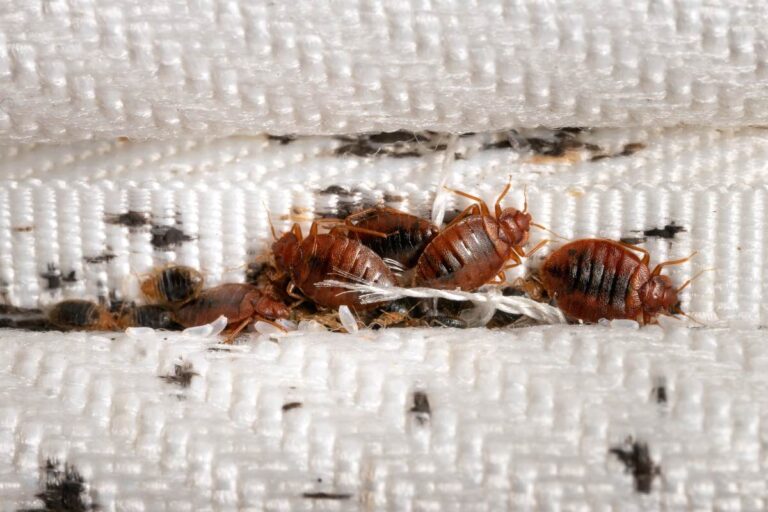 How to Kill Every Bed Bug in Your Room — With One Smart Setup