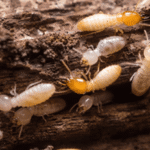 The Real Reason Termites Never Go Away