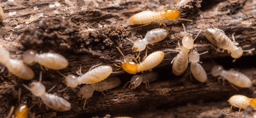 The Real Reason Termites Never Go Away